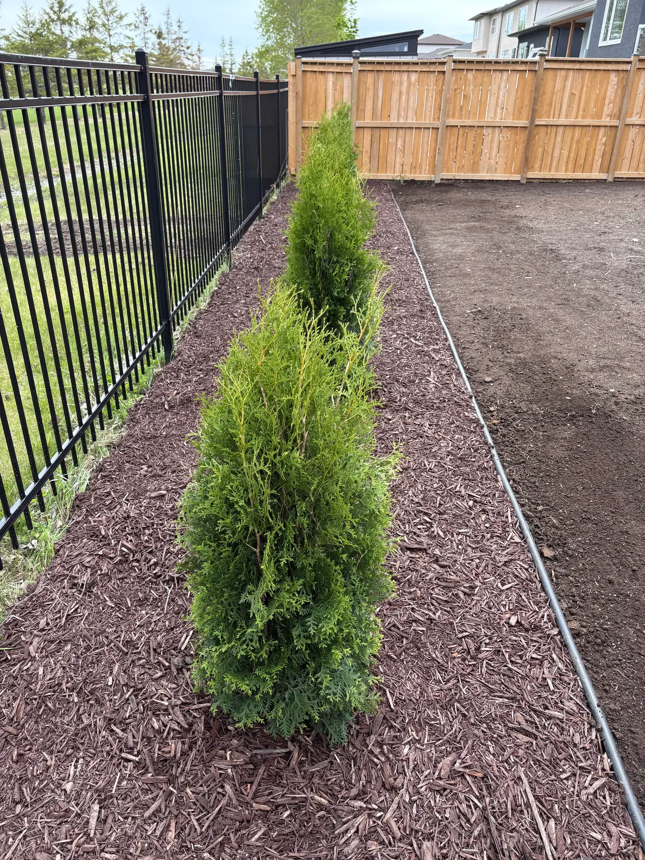 Tree and shrub planting with mulch bed